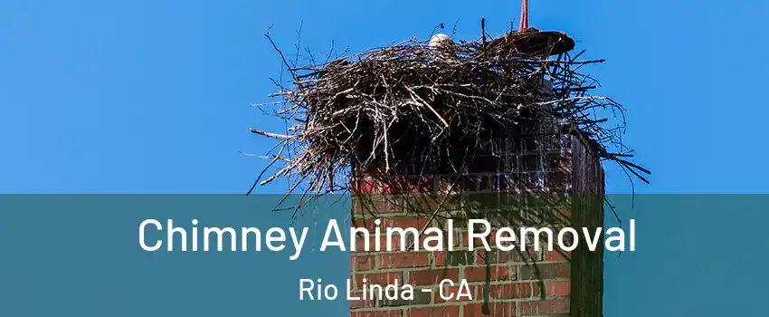  Chimney Animal Removal Rio Linda - CA