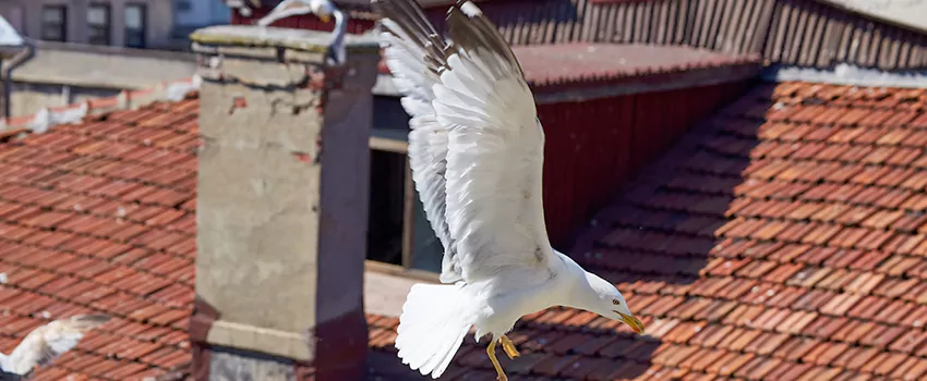 Residential Chimney Animal Removal Solution in Rio Linda, CA